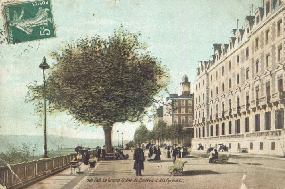  - Pau : Le Grand Chêne du Boulevard des Pyrénées ; carte postale ; Bibliothèque Patrimoniale Pau, cote 2-012-4 - 
