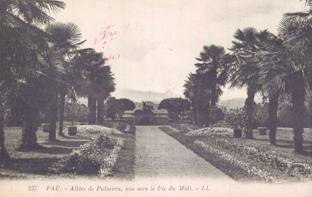  - Pau : Allée de Palmiers, vue vers le Pic du Midi [d'Ossau] ; carte postale ; Bibliothèque Patrimoniale Pau, cote 8-037-1 - 